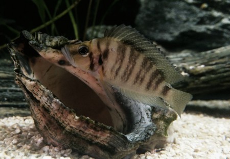 Altolamprolugus Compressiceps Mutondwe Dişi